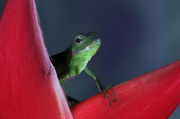 Lagarto verde en la rama lagarto verde tomando el sol en la rama lagarto verde subir sobre madera