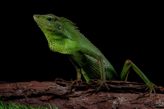 Lagarto verde en rama lagarto verde tomando el sol en la rama