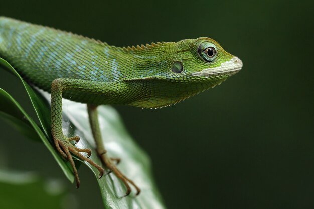 Lagarto verde en rama lagarto verde tomando el sol en la rama