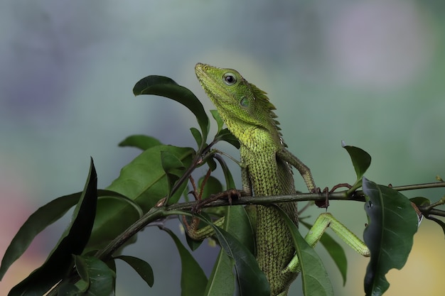 Lagarto verde en rama lagarto verde tomando el sol en la rama