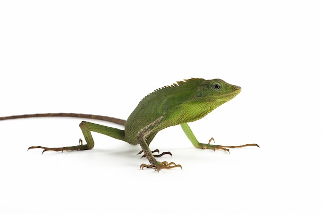 Lagarto verde sobre superficie blanca