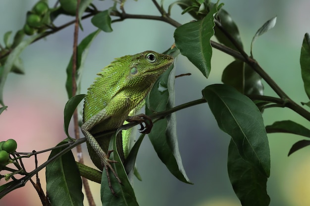 Lagarto verde tomando el sol en la rama