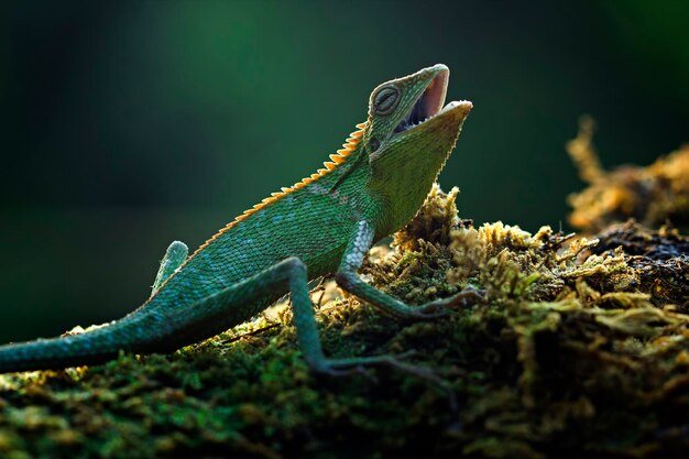 Lagarto verde tomando el sol en la rama