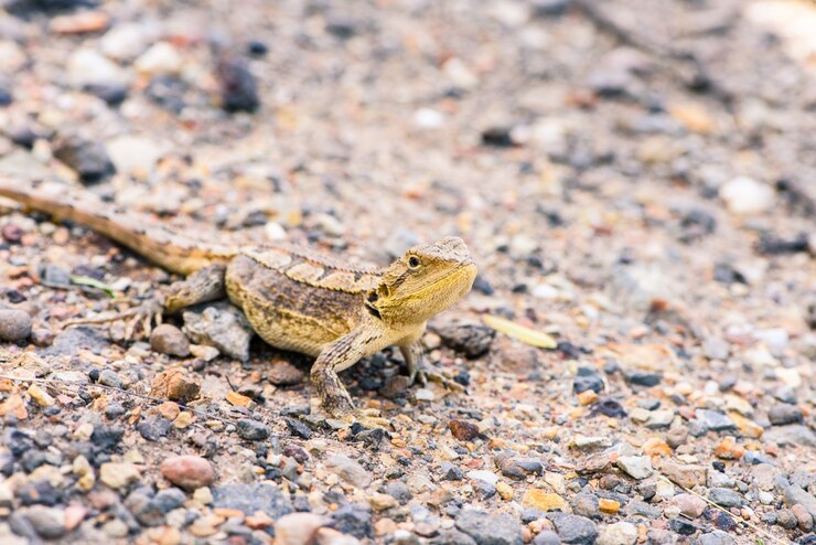 Foto gratuito el lagarto.