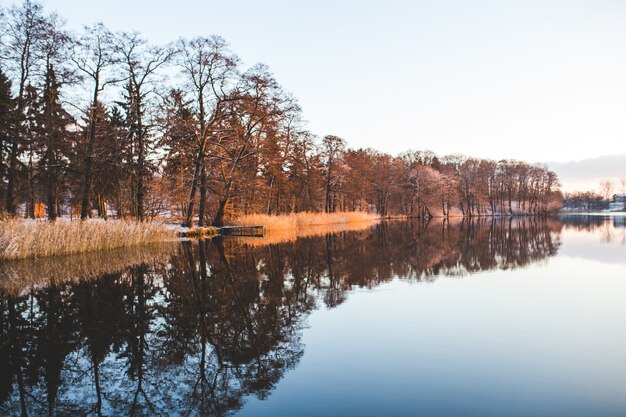 Lago con árboles