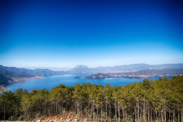 Lago en un bosque