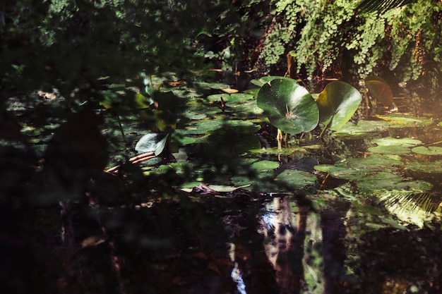 Lago en bosque