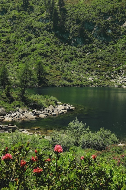 Lago en el bosque