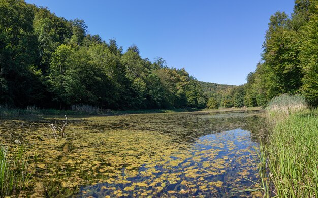 Lago cubierto de musgo rodeado de hermosos árboles verdes y espesos