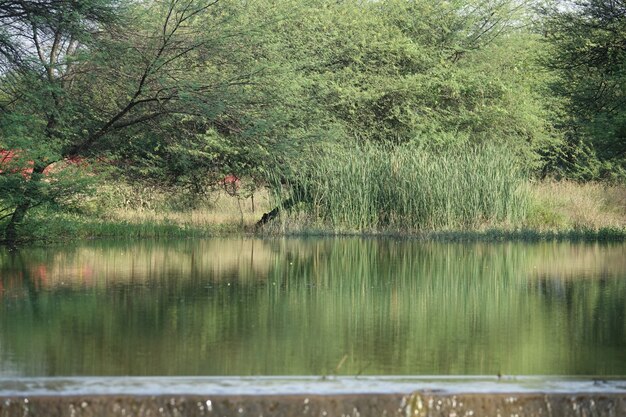 Lago con matojos de fondo