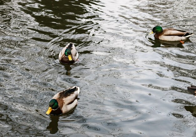 Lago con patos silvestres nadando bajo la luz del sol durante el día