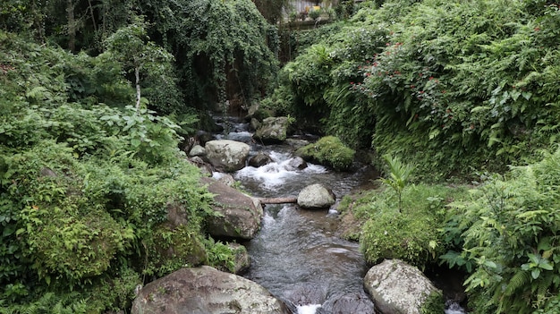 Foto gratuita lago que fluye entre rocas en medio del bosque