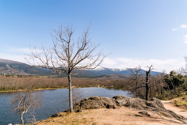 Lago rodeado de arbustos y árboles sin hojas.