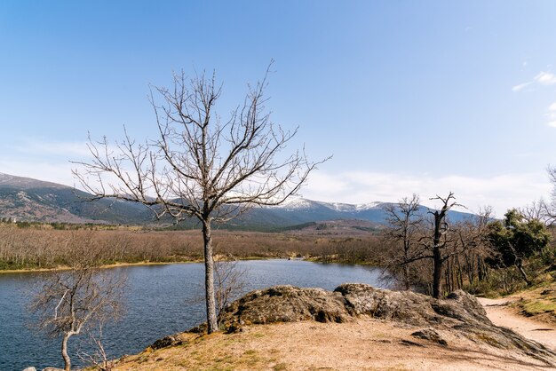 Lago rodeado de arbustos y árboles sin hojas.