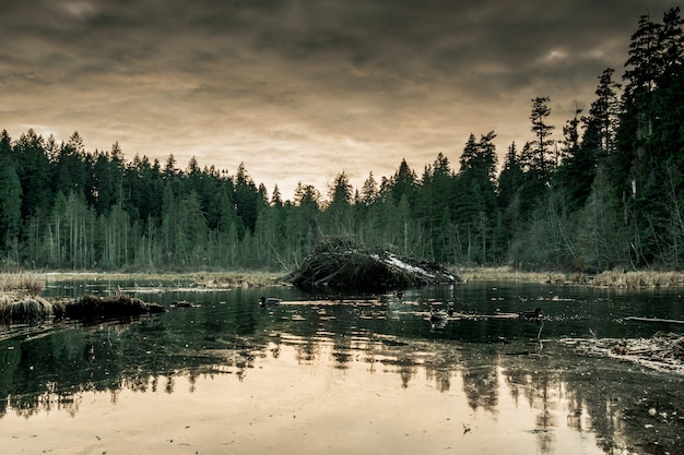 Lago rodeado de bosque con un cielo gris sombrío