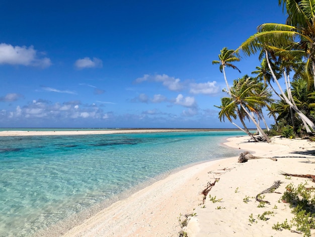 Foto gratuita laguna de tikehau en la polinesia francesa