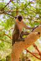 Foto gratuita langur marrón y blanco de pie sobre la rama de un árbol en senegal