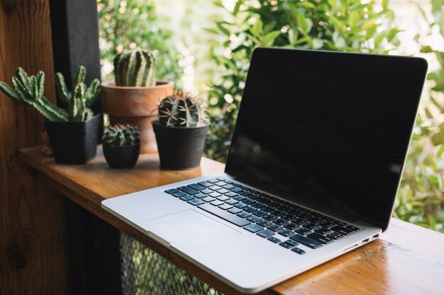 Laptop cerca de cactus