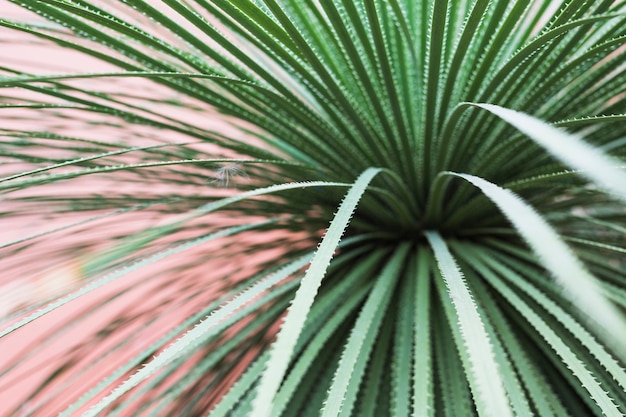 Largo; agudo; hojas espinosas de una planta de cactus