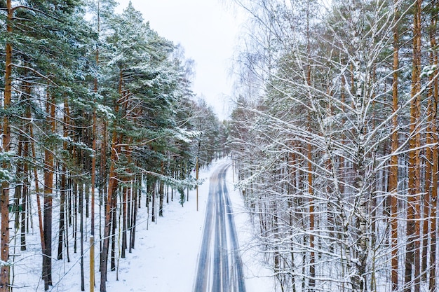 Largo camino rodeado de altos árboles cubiertos de nieve en invierno