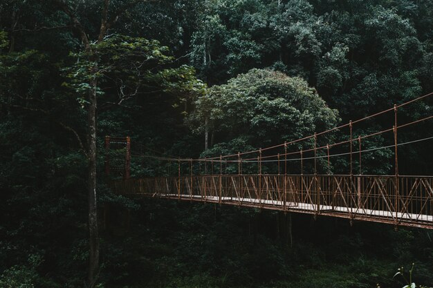 Un largo puente de dosel en un bosque