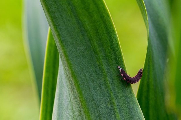 Larva de gusano de resplandor rosa y negro luchando por subir la hoja de una planta en la campiña maltesa