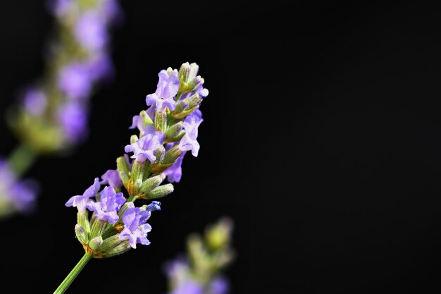 Lavanda. Bellamente floreciente planta violeta - Lavandula angustifolia (Lavandula angustifolia)