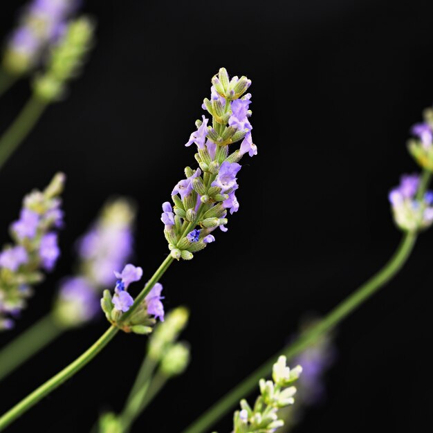 Lavanda. Bellamente floreciente planta violeta - Lavandula angustifolia (Lavandula angustifolia)