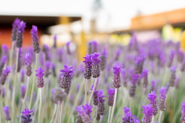 Lavanda en flor en un campo al atardecer. Puesta de sol sobre un campo de lavanda violeta.