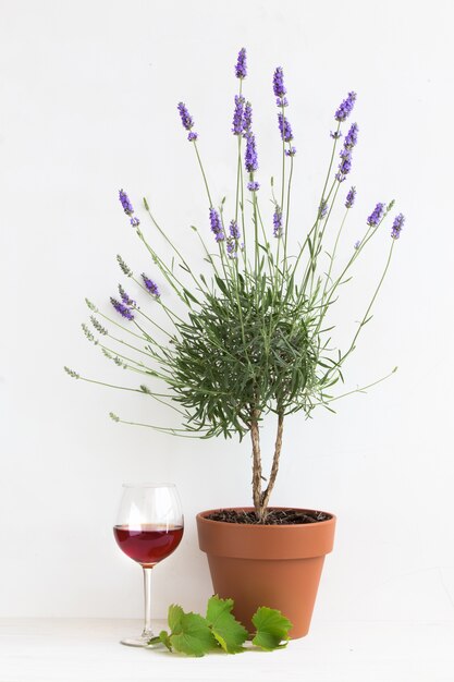 Lavanda floreciente en el interior de Provence.