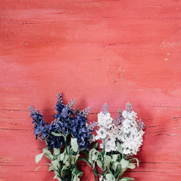 Lavandas azules y blancas sobre fondo de madera rosa claro