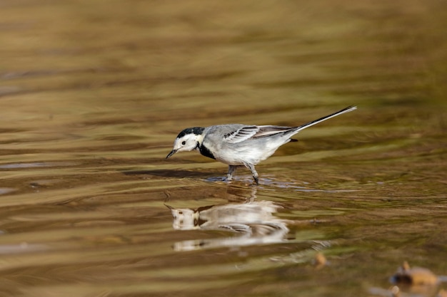 Lavandera blanca macho de invernada Motacilla alba,