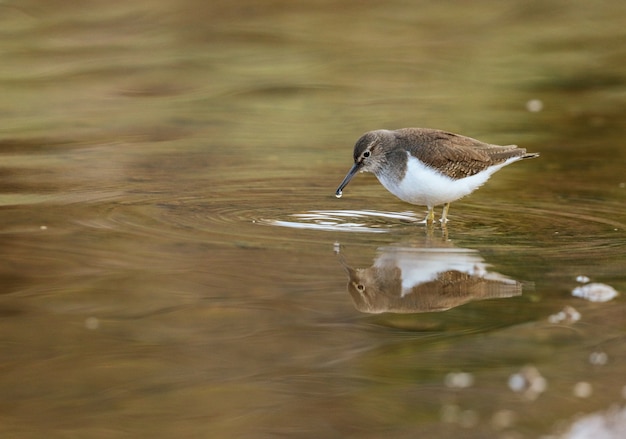 Foto gratuita lavandera común