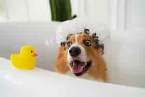 Foto gratuita lavar perro mascota en casa