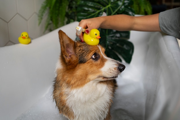 Lavar perro mascota en casa