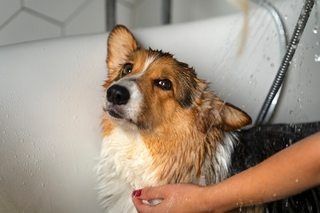 Foto gratuita lavar perro mascota en casa