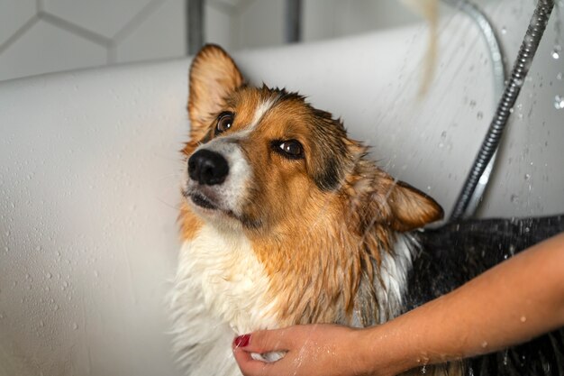 Lavar perro mascota en casa