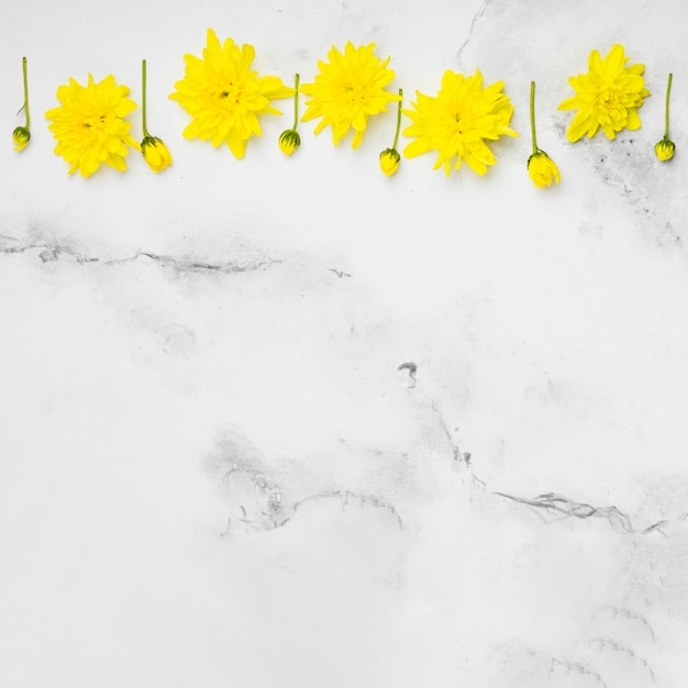 Foto gratuita lay flat de hermosas margaritas de primavera con fondo de mármol