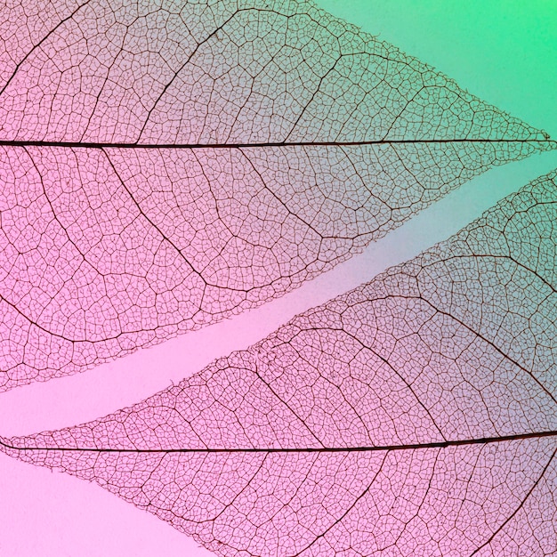 Foto gratuita lay flat de hojas transparentes