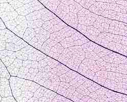 Foto gratuita lay flat de textura de hojas translúcidas