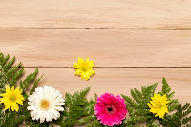 Layout floral de gerberas y helechos.