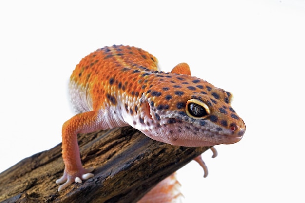 Leaopard gecko closeup en madera sobre fondo blanco aislado