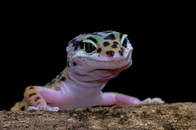Leaopard gecko closeup madera