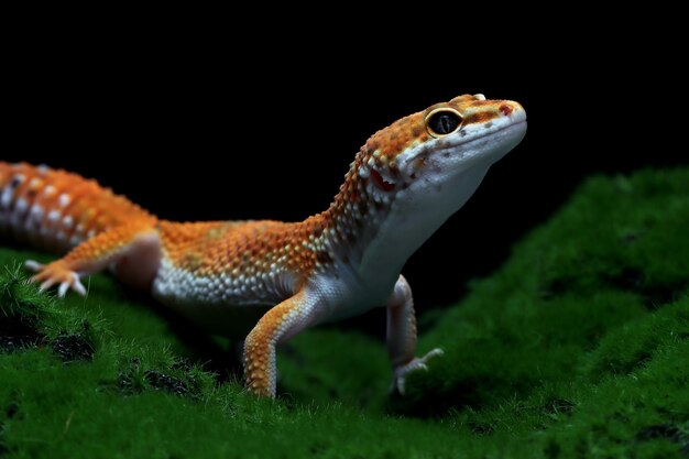 Leaopard gecko closeup con musgo sobre negro