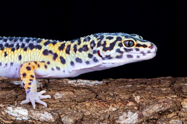 Leaopard gecko closeup sobre madera