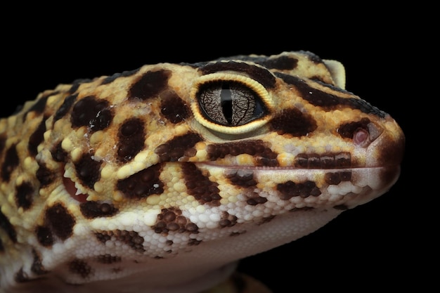 Leaopard gecko primer plano cabeza Leaopard gecko vista frontal primer plano gecko cara