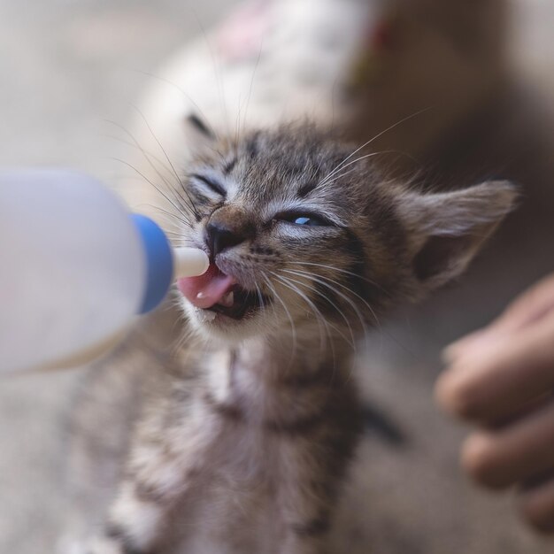 Leche de alimentación humana para adorable gatito bebé