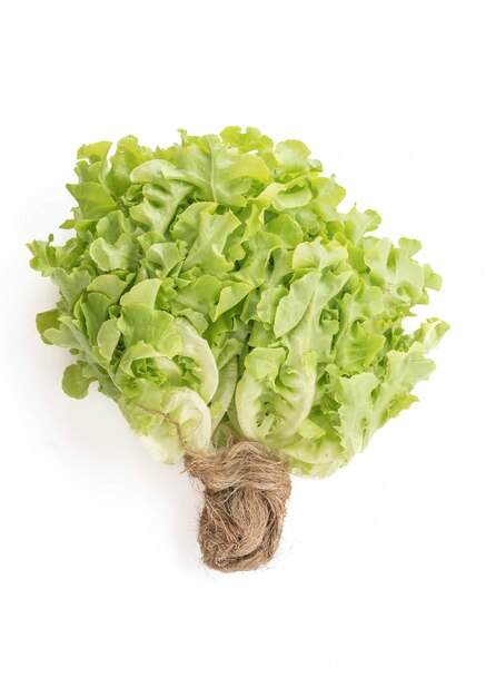 Foto gratuita lechuga de hoja de roble fresco