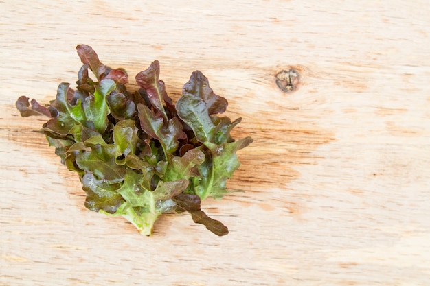 Foto gratuita lechuga de roble rojo