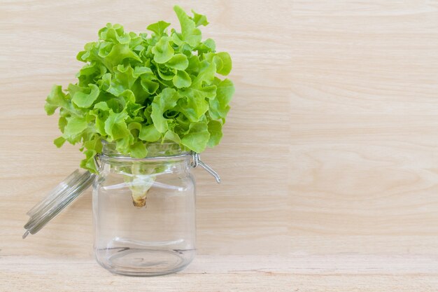 Lechuga de roble verde